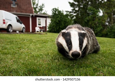 Wide Angle Shot Of Badger In Garden