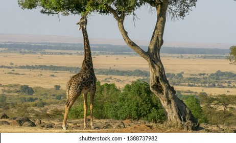 wide angle shot of a giraffe reaching up to eat leaves in masai mara