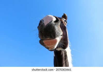 Wide Angle Shot Of Horse Head From Below