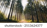 A wide angle shot of a pathway leading through the Pine trees been lit up with the morning sun, Sherwood Pines, England, United Kingdom