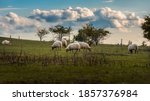 Wide angle shot of a sheepherd grazing on a hillside under the cloudy sky in the Káli Basin in Hungary.