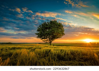 wide angle shot single tree sky during sunset surrounded by grass  - Shutterstock ID 2293632867
