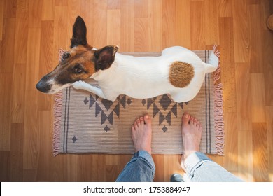 Wide Angle Shot Of A Young Dog Sitting On A Rug In The Room, Point Of View Of Human Legs. Living With Pets Concept: Funny Fox Terrier Puppy Looking Up At His Owner.