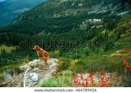Similar – Image, Stock Photo Majestic Pico Câo Grande rising through the mist