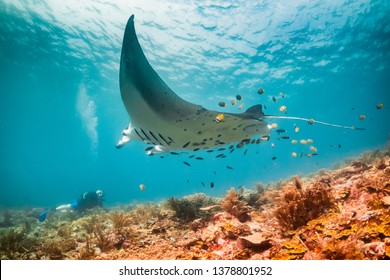 Wide Angle Underwater Shot Of A Manta Ray Swimming Over A Scuba Diver. Scuba Diver Is On The Ocean Floor And The Manta Is Passing Overhead. Hundreds Of Small Fish Are Behind The Manta Over The Coral