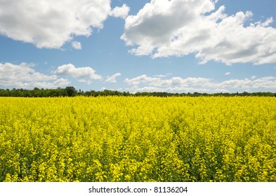 Wide angle view of a beautiful field of bright yellow canola or rapeseed in front of a forest.