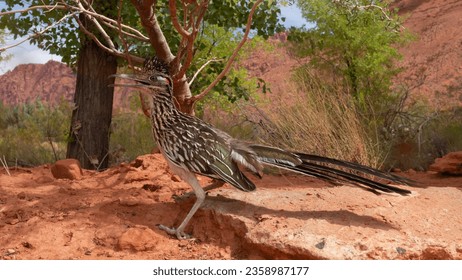 A wide angle view captured with a camera trap of a Greater Roadrunner in the American Southwest desert with cottonwood trees and red sandstone mountains in the background. - Powered by Shutterstock