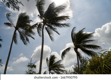  Wide angle view of coconut tree blown by the strong wind                              