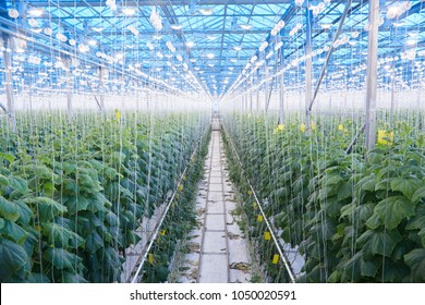 Wide angle view of cucumber plantation in greenhouse of modern industrial farm, copy space