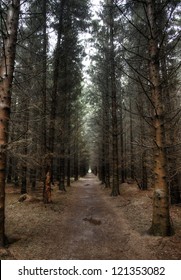 Wide angle view of a dark footpath in a forest in the Netherlands