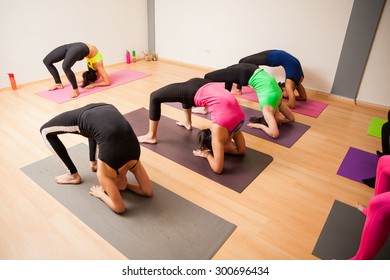 Wide Angle View Of A Large Group Of People Doing A Backbend Pose During A Real Yoga Class