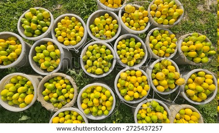 Wide Angle View of Lemon Baskets During Citrus Harvest

Wide angle top view of multiple baskets filled with fresh lemons, creating a vibrant citrus harvest scene with natural yellow and green tones.