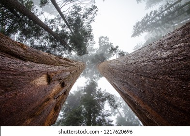 Wide angle view looking up at giant Sequoia trees in Sequoia National Park California - Powered by Shutterstock