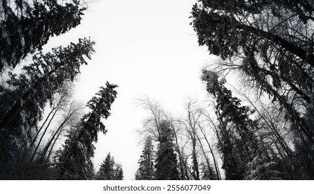 Wide angle view looking up through snow covered pine and spruce trees
