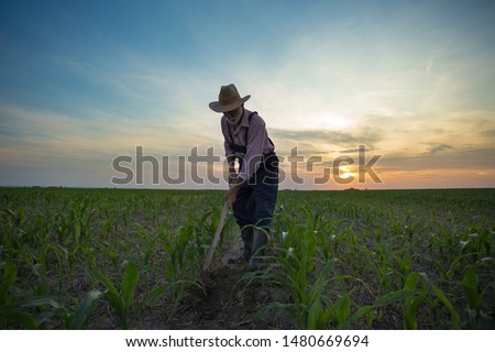 Wide angle view of mature farmer hoeing and weeding corn field at sunset