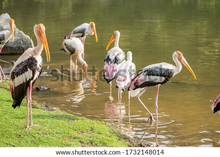 Wide angle view of multiple painted storks (Mycteria leucocephala) standing along the banks of a lake in the afternoon sun. Chonburi, Thailand. Wildlife and nature.