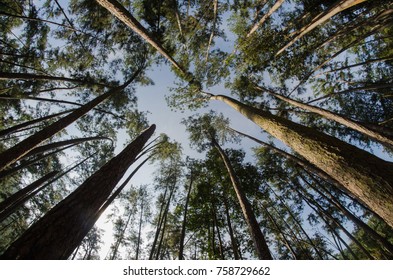 Wide angle view of Pine forest 