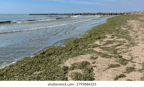 Wide angle view of a sandy beach shore heavily covered in green seaweed and seagrass