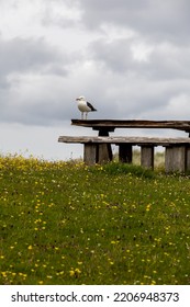 Wide Angle View Of A Seagull Resting On A Pic Nic Table In A Recreative Area In The Beach In The Isle Of Lewis And Harris. Luskentyre Beach, Scotland.