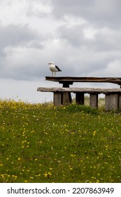 Wide Angle View Of A Seagull Resting On A Pic Nic Table In A Recreative Area In The Beach 