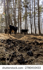 Wide angle view of several cows grazing in a sunny pine forest with visible manure in the foreground, ecological farming.