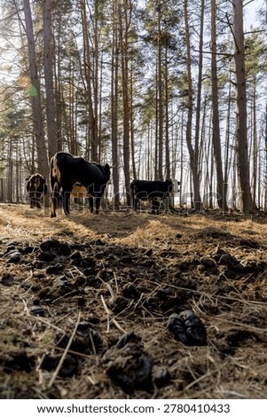Wide angle view of several cows grazing in a sunny pine forest with visible manure in the foreground, ecological farming.