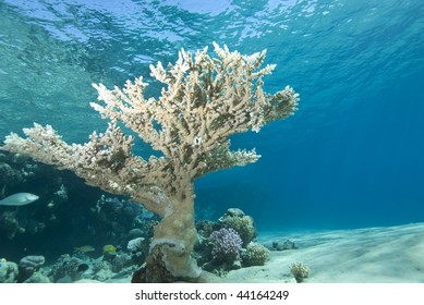 Wide Angle View Of A Single Table Coral (Acropora Pharaonis) On The Sandy Ocean Floor With Blue Background. Ras Mohammed National Park Red Sea, Egypt.