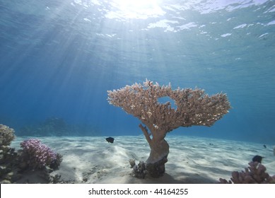 Wide Angle View Of A Single Table Coral (Acropora Pharaonis) On The Sandy Ocean Floor With Blue Background And Sunbeams. Ras Mohammed National Park Red Sea, Egypt.