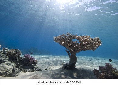 Wide Angle View Of A Single Table Coral (Acropora Pharaonis) On The Sandy Ocean Floor With Blue Background And Sunbeams. Ras Mohammed National Park Red Sea, Egypt.