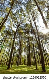 wide angle view top pine and the sunlight background