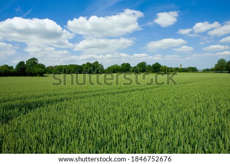 Similar – Foto Bild grüne Weite Sommer