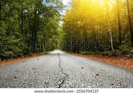 Similar – Image, Stock Photo Woodland in a sand dune environment on the west coast of Belgium. A walk through dry and varied nature. The sun illuminates the wilderness