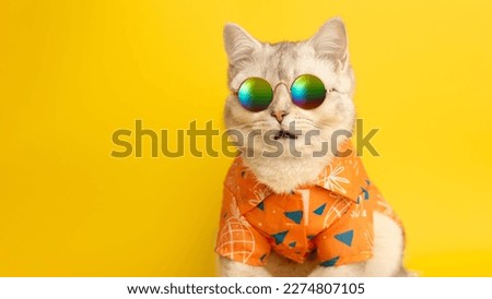 Wide banner of portrait of meowing white British cat wearing sunglasses and shirt in summer concept on yellow background in studio.Close up. Copy space