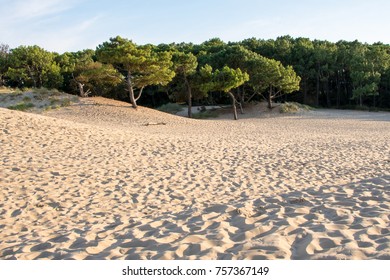 wide beach with pines in the background
