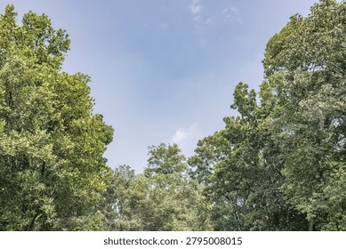 Wide blue sky opens between dense trees for flexible copy placement. Natural canopy border creates a clean environmental banner backdrop. Bright forest gap suits travel advertising and outdoor campaign design