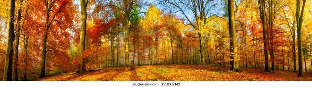 Wide colorful panorama of a forest with deciduous trees in autumn, a tranquil and majestic outdoor scene