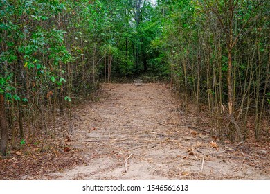 A Wide Dirt Path Cleared Through Forest to Sewer