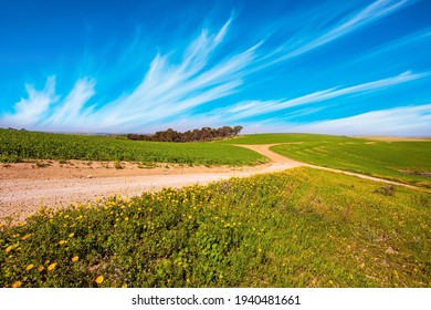  Wide dirt road crosses the valley. Blue high sky and white clouds. Blooming Negev Desert. Green fresh grass and wildflowers cover the hills and valleys of the Northern Negev. - Powered by Shutterstock