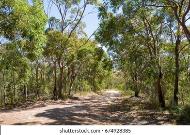 Wide Dirt Road In The Eucalyptus Forest. Hiking Path And Fire Trail, Australia