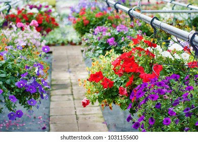 A Wide Display Of Various Beautiful Flowers Growing In Pot In A Greenhouse On Sale Or Nursery Or Plant Shop