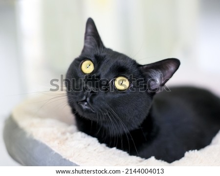 A wide eyed black shorthair cat with constricted pupils lying on a cat bed Foto d'archivio © 