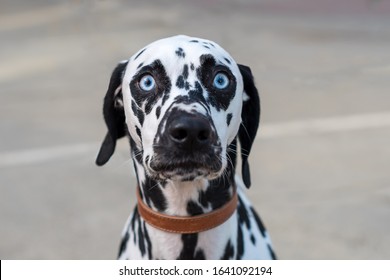 Wide eyed Dalmation dog face looking at camera. Funny dog.