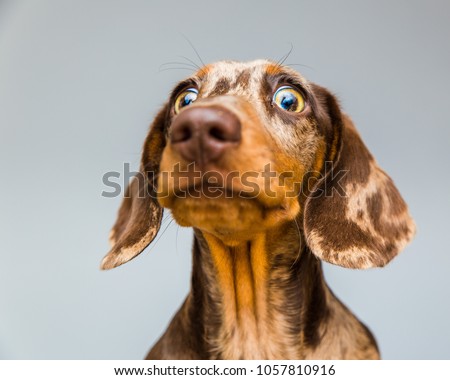 Wide eyed double dapple Dachshund puppy looks intimidated and surprised