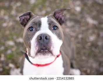 A Wide Eyed Gray And White Pit Bull Terrier Mixed Breed Dog Looking Up At The Camera