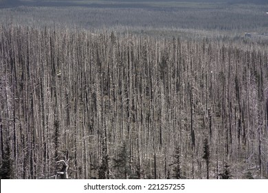 Wide field of burnt forest trees after wildfire in USA