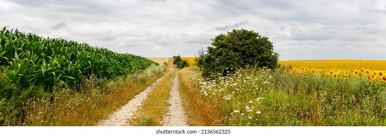 Wide field with corn and sunflower crops, dirt road in the field, tree on the side of the field road - Powered by Shutterstock