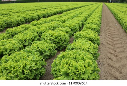 Wide Field Of Green Romaine Lettuce In Summer