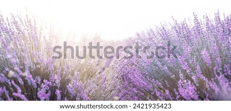 Similar – Image, Stock Photo pink flowers of calluna vulgaris in a field at sunset