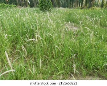 Wide Field Sprout Wild Cogongrass Weed.