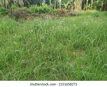 Wide Field Sprout Wild Cogongrass Weed.